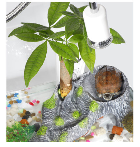 Decorarea acvariului insular