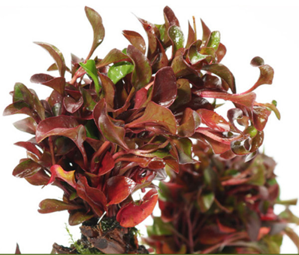 Plante artificiale pentru acvariu