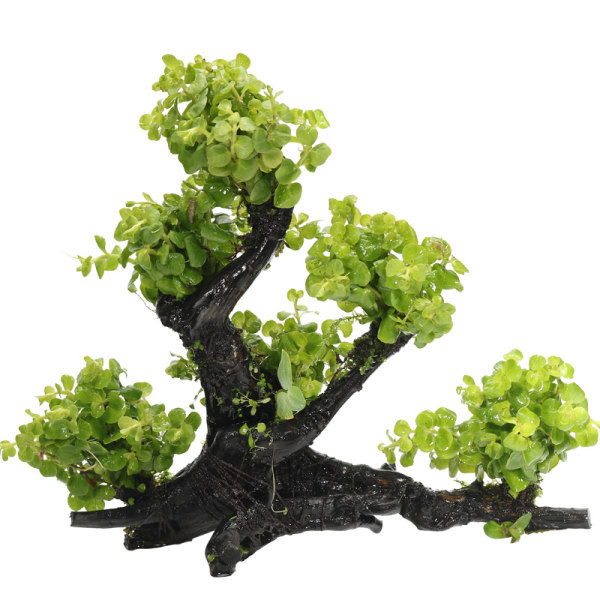 Plante artificiale pentru acvariu