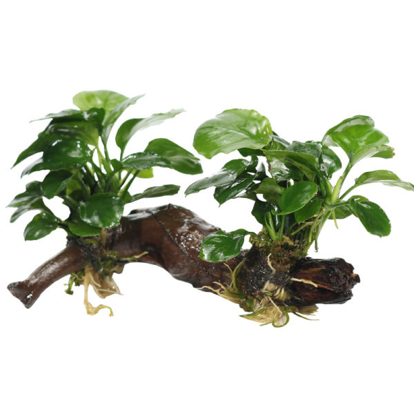 Plante artificiale pentru acvariu