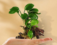 Kunsttaimed akvaariumi kaunistamiseks