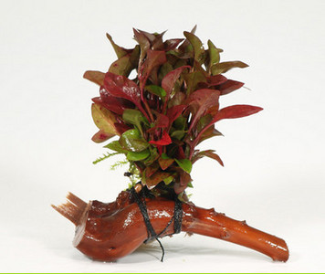 Kunsttaimed akvaariumi kaunistamiseks