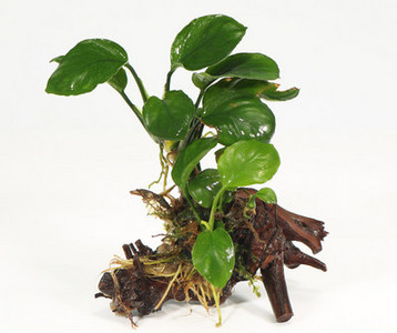 Kunsttaimed akvaariumi kaunistamiseks