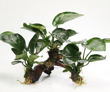 Kunsttaimed akvaariumi kaunistamiseks