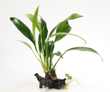 Kunsttaimed akvaariumi kaunistamiseks