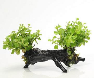 Kunsttaimed akvaariumi kaunistamiseks