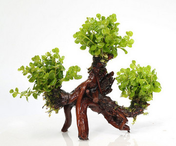 Kunsttaimed akvaariumi kaunistamiseks