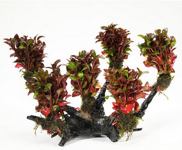 Kunsttaimed akvaariumi kaunistamiseks