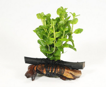 Kunsttaimed akvaariumi kaunistamiseks