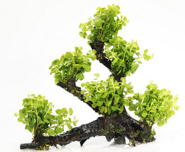 Kunsttaimed akvaariumi kaunistamiseks