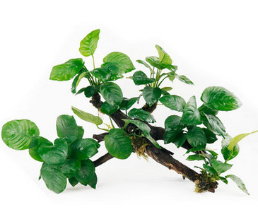 Kunsttaimed akvaariumi kaunistamiseks