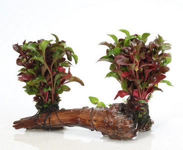 Kunsttaimed akvaariumi kaunistamiseks