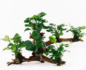 Kunsttaimed akvaariumi kaunistamiseks