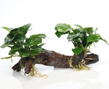 Kunsttaimed akvaariumi kaunistamiseks