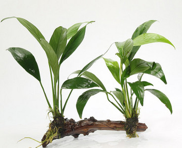 Kunsttaimed akvaariumi kaunistamiseks