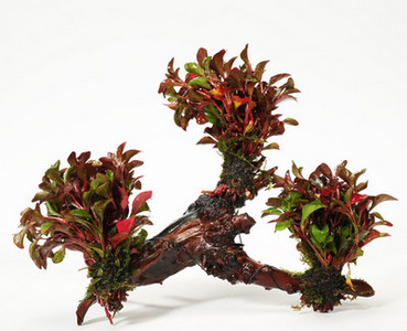 Kunsttaimed akvaariumi kaunistamiseks