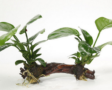 Kunsttaimed akvaariumi kaunistamiseks