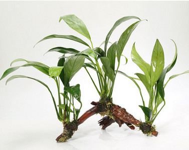 Kunsttaimed akvaariumi kaunistamiseks