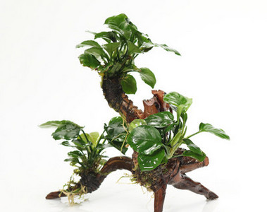 Kunsttaimed akvaariumi kaunistamiseks