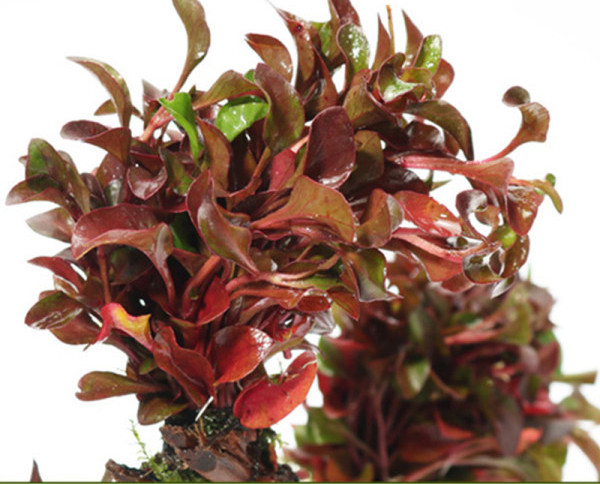 Kunsttaimed akvaariumi kaunistamiseks