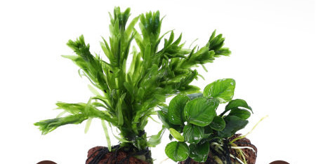 Decor artificial pentru acvariu