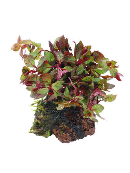 Umjetni ukras za akvarij - zelene biljke