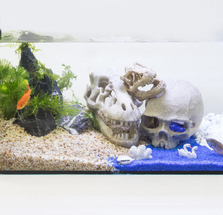 Decorarea acvariului - diferite modele