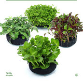 Akvaariumi kunstkaunistus - lilled ja muru