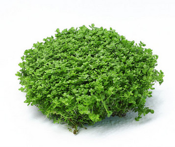 Akvaariumi kunstkaunistus - lilled ja muru