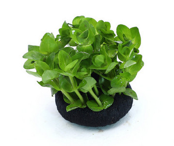 Akvaariumi kunstkaunistus - lilled ja muru