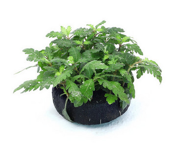 Akvaariumi kunstkaunistus - lilled ja muru