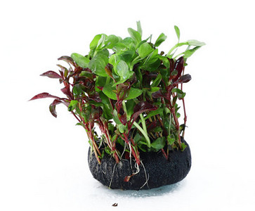 Akvaariumi kunstkaunistus - lilled ja muru