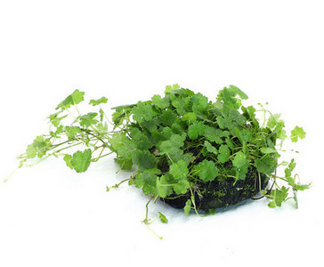 Akvaariumi kunstkaunistus - lilled ja muru