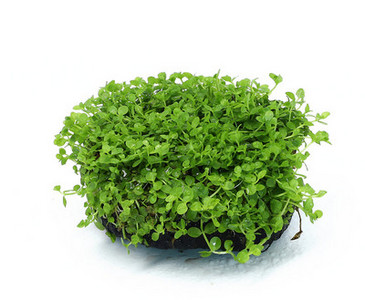 Akvaariumi kunstkaunistus - lilled ja muru