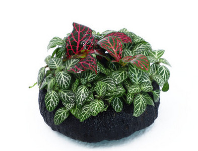 Akvaariumi kunstkaunistus - lilled ja muru