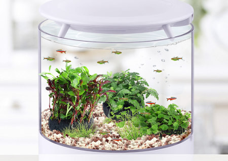 Akvaariumi kunstkaunistus - lilled ja muru