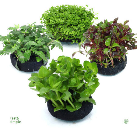 Akvaariumi kunstkaunistus - lilled ja muru