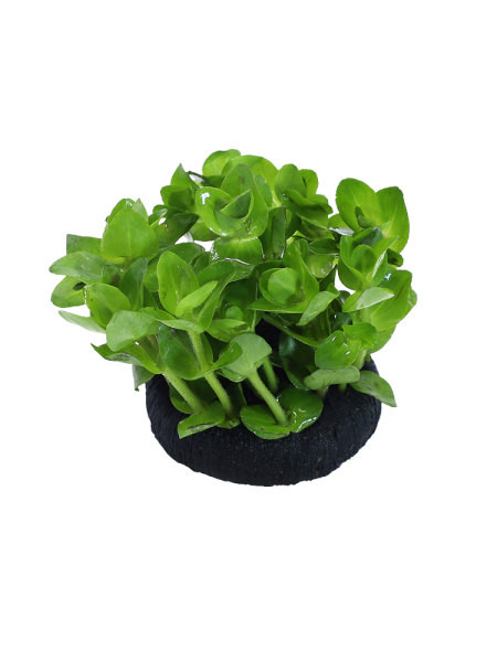 Akvaariumi kunstkaunistus - lilled ja muru