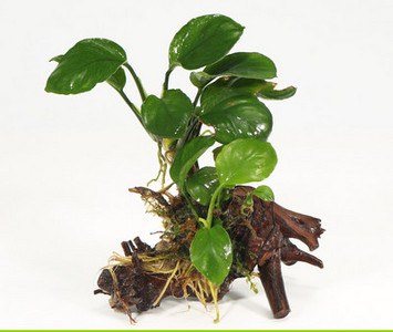 Изкуствена декорация за аквариум - дървета и растения