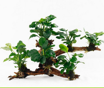 Изкуствена декорация за аквариум - дървета и растения