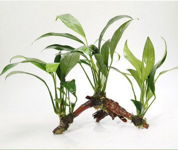 Изкуствена декорация за аквариум - дървета и растения