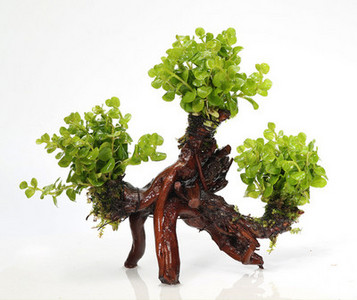 Изкуствена декорация за аквариум - дървета и растения