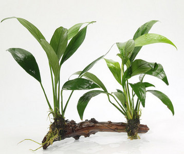 Изкуствена декорация за аквариум - дървета и растения