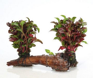 Изкуствена декорация за аквариум - дървета и растения