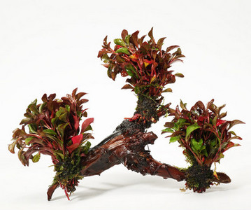 Изкуствена декорация за аквариум - дървета и растения