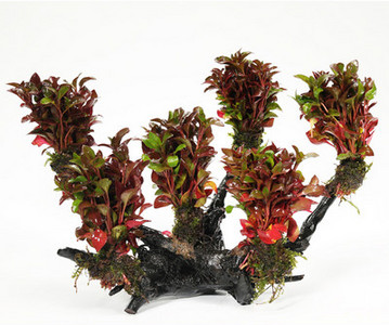 Изкуствена декорация за аквариум - дървета и растения