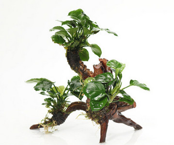 Изкуствена декорация за аквариум - дървета и растения