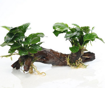 Изкуствена декорация за аквариум - дървета и растения