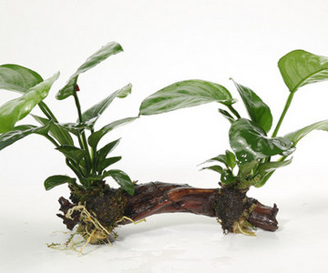 Изкуствена декорация за аквариум - дървета и растения