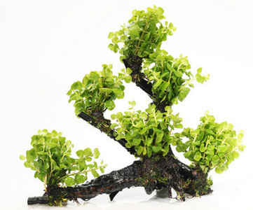 Изкуствена декорация за аквариум - дървета и растения